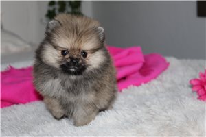 Talia - Pomeranian for sale