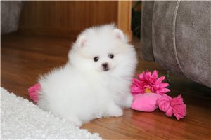 Raya - Pomeranian for sale