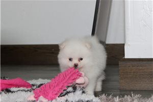 Peanut - puppy for sale