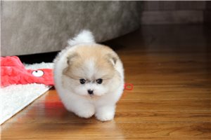 Rudy - Pomeranian for sale