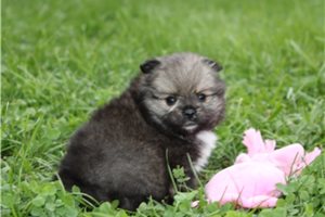 Evie - Pomeranian for sale