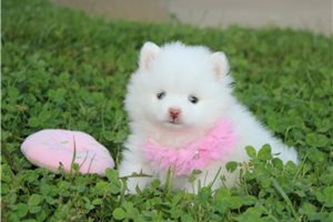 Helga - puppy for sale