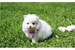 Cami - Pomeranian for sale