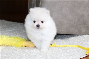 Jefferson - Pomeranian for sale