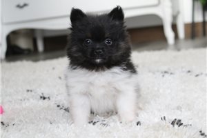 Camila - puppy for sale