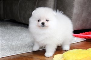 Jefferson - Pomeranian for sale