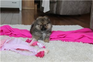 Genesis - Pomeranian for sale