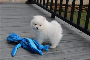 Hendrix - Pomeranian for sale