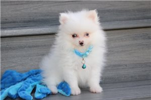 Silas - Pomeranian for sale