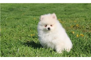 Jacob - Pomeranian for sale