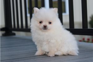 Ranger - Pomeranian for sale