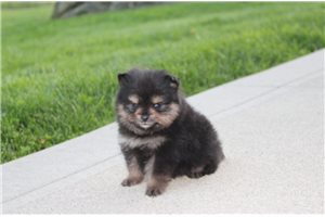 Darlene - Pomeranian for sale