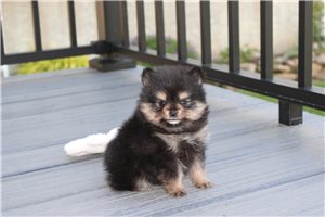 Darlene - Pomeranian for sale