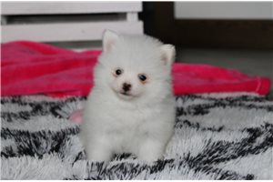 River - Pomeranian for sale