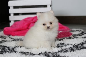 Paradise - puppy for sale