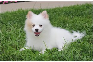Greta - Pomeranian for sale