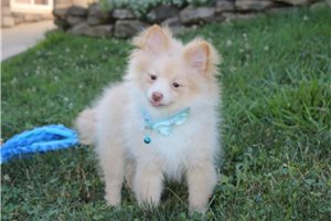 Davy - Pomeranian for sale