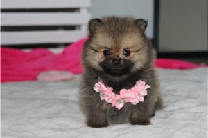 Alara - Pomeranian for sale