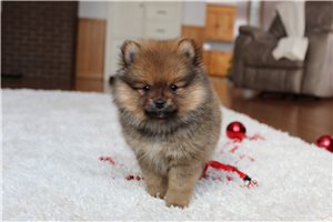 Dash - puppy for sale