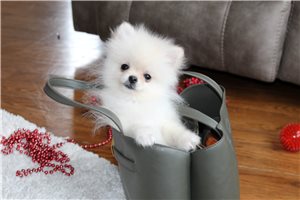 Joey - Pomeranian for sale