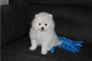 Hendrix - Pomeranian for sale