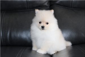 Patsy - Pomeranian for sale