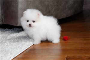 Raya - Pomeranian for sale