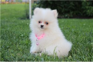 Paradise - Pomeranian for sale