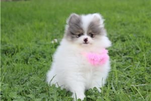 Donatella - Pomeranian for sale