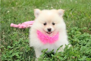 Georgia - puppy for sale