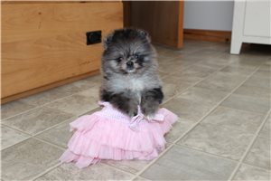 Nonna - Pomeranian for sale