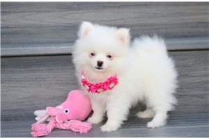 River - Pomeranian for sale