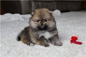 Reece - Pomeranian for sale