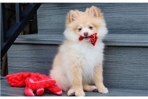 Davy - Pomeranian for sale