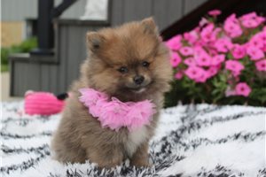 Alicia - Pomeranian for sale