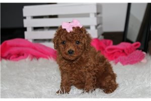 Noreen - Poodle, Miniature for sale