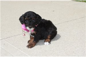 Lucy - puppy for sale