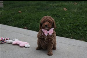 Emily - puppy for sale