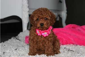 Iggy - Miniature Poodle for sale