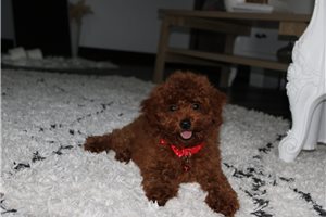 Zander - Poodle, Miniature for sale