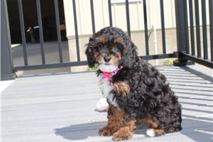 Lucy - Poodle, Miniature for sale