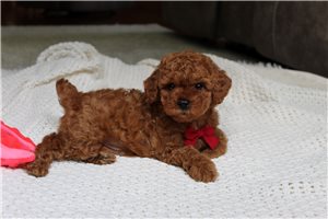 Viggo - Poodle, Miniature for sale