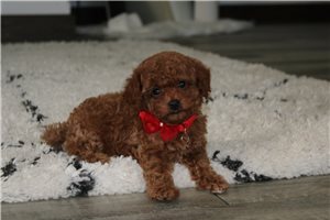 Isaac - puppy for sale