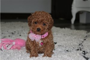 Indie - Miniature Poodle for sale