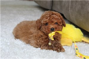 Vince - Poodle, Miniature for sale