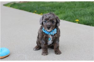 Liam - puppy for sale