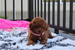 Noreen - Poodle, Miniature for sale