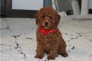 Itty - Miniature Poodle for sale