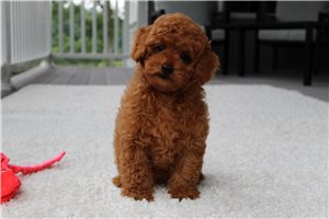 Viggo - Poodle, Miniature for sale