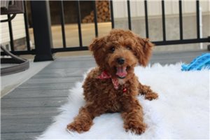 Eric - Poodle, Miniature for sale